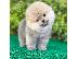 PoulaTo: Pomeranian Puppies